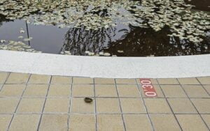 Dirty pool that has turned black during winter with leaves on the top of the water
